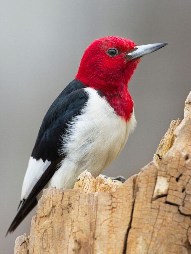 The Most Common Birds Found in North America