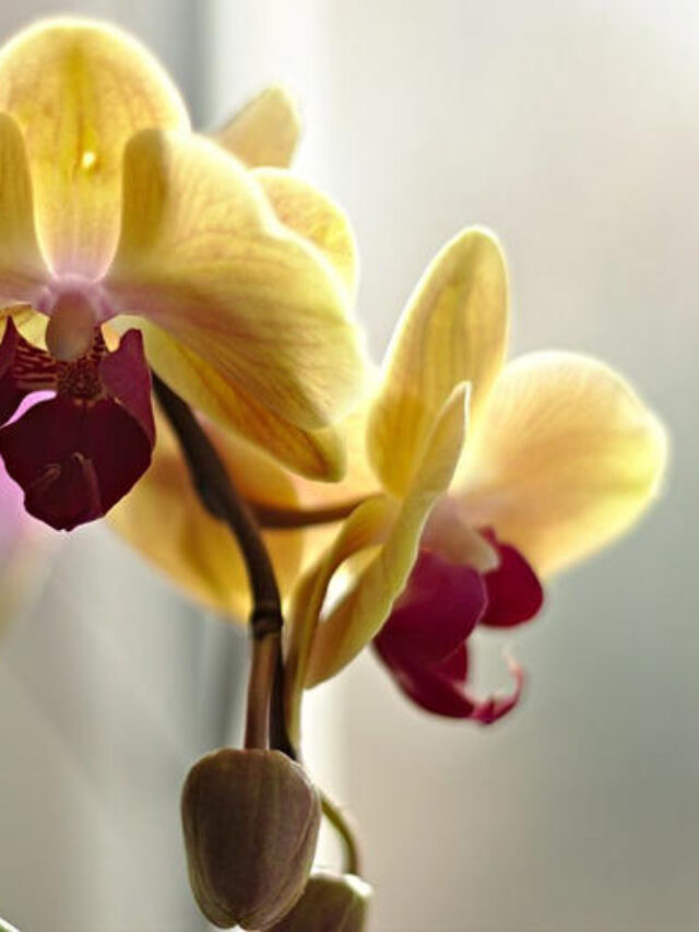 Homemade nutrients bring ailing orchids back to life