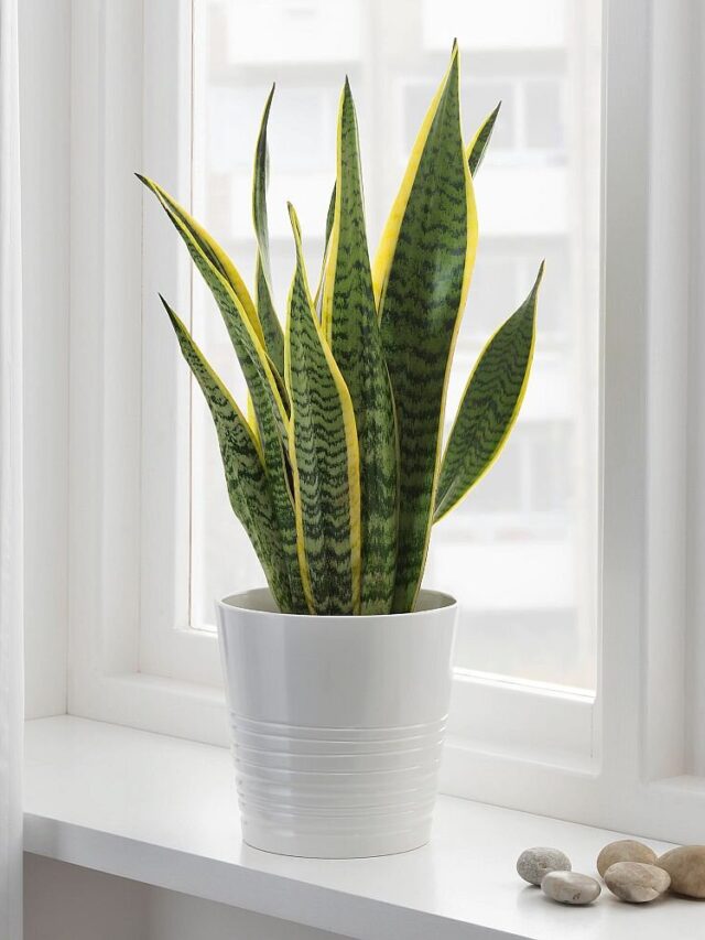 6 Easy-to-Avoid Mistakes That Could Be Hurting Your Snake Plant