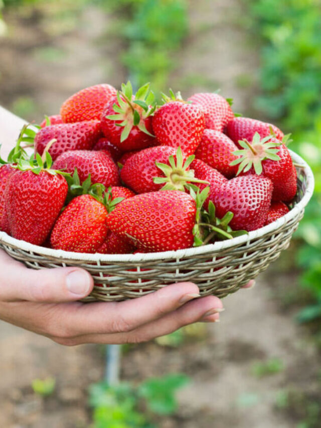 The One Spice That Will Keep Your Strawberries Fresher Longer