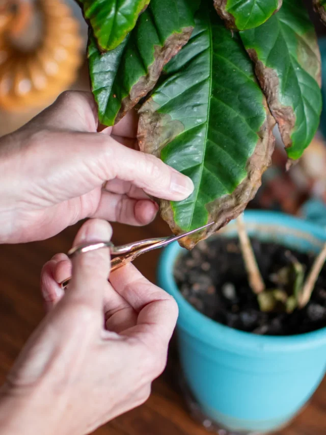 Why Your Houseplants Have Brown Tips (and How to Fix It)