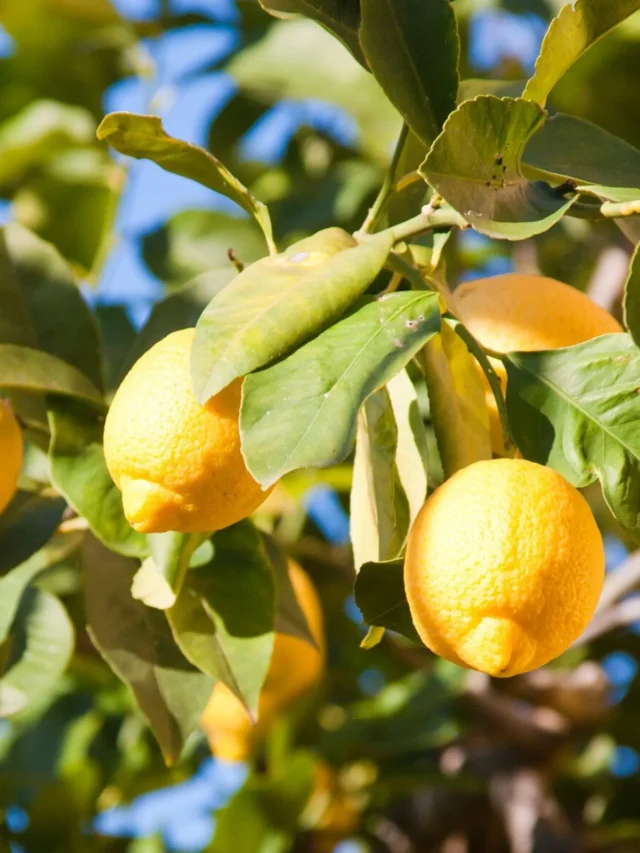 How to Prune a Lemon Tree So it Produces Fruit for Years to Come