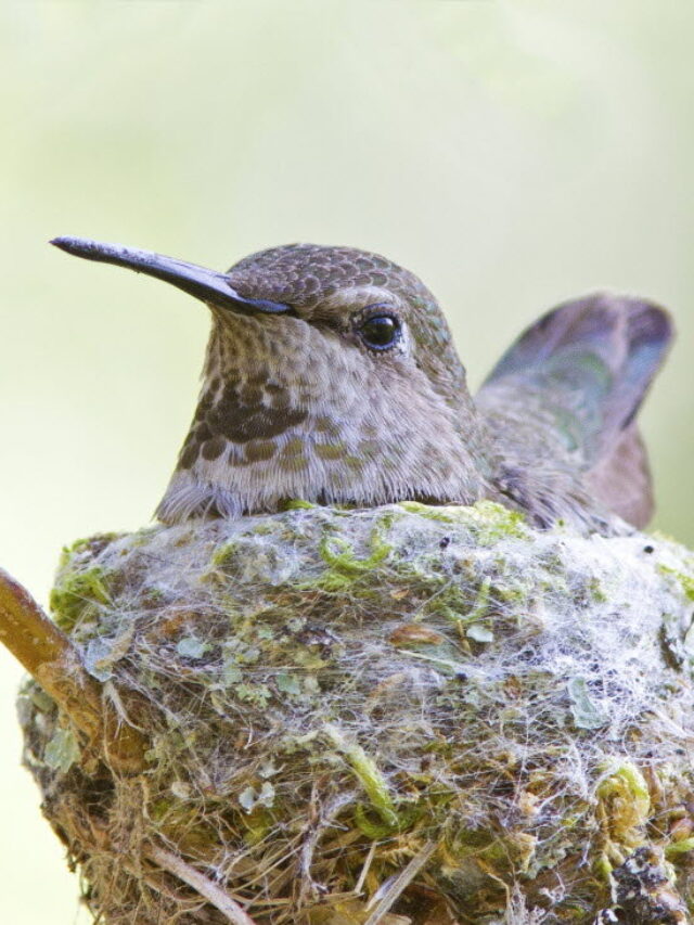 Help Your Hummingbirds Build Their Nests By Growing These Plants