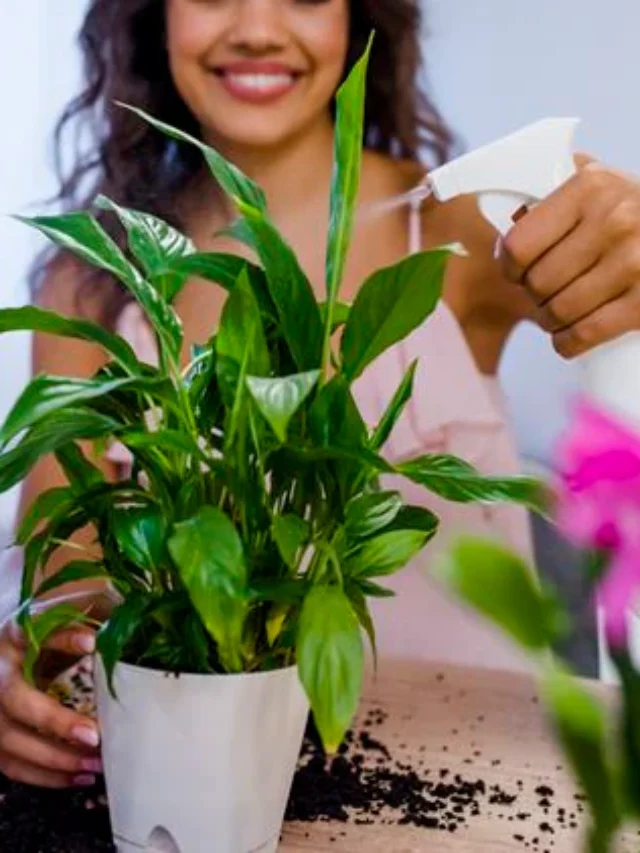 Transform Your Home Into a Lush Indoor Jungle with Stunning Cardamom Plants