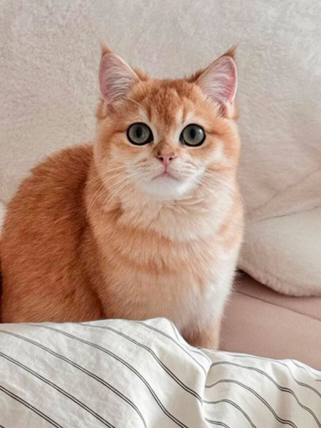 11 Beautiful Orange Cat Breeds You Should Bring Home