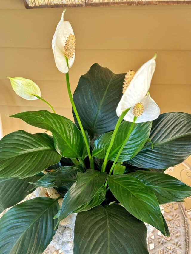 Trigger Your Peace Lily To Bloom By Following These Simple Steps