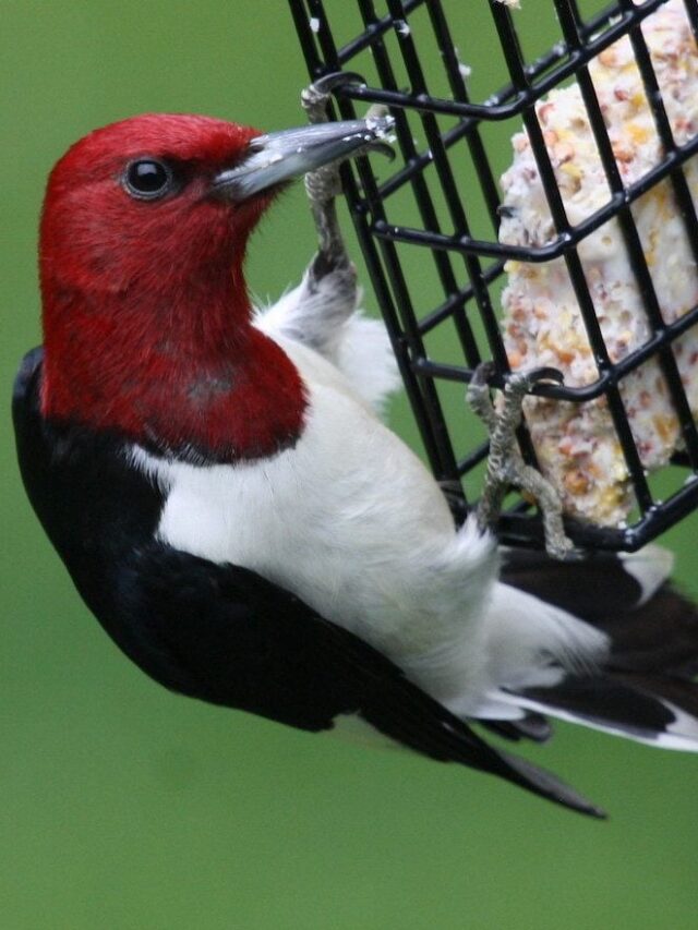 8 Common Questions About Suet for Birds