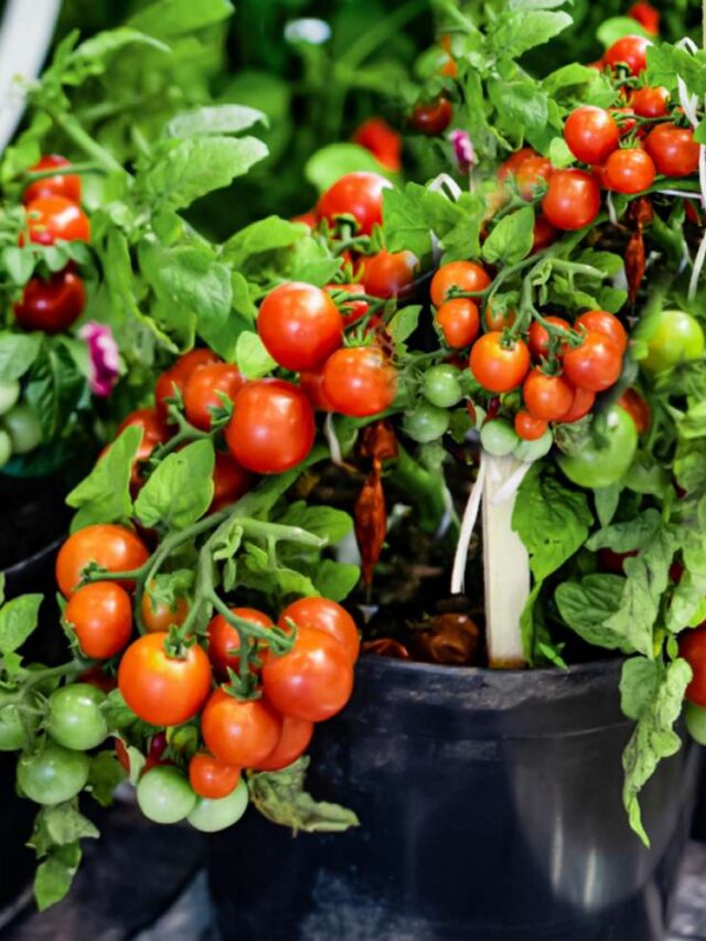 Gardener Reveals Ancient Trick to Protect Tomatoes from Pests